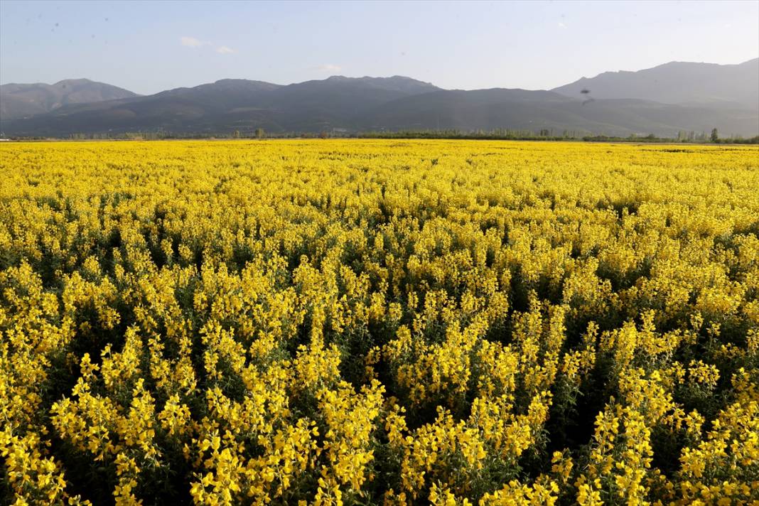Konya’nın kuruyan gölünü altın sarısı renklendirdi 6